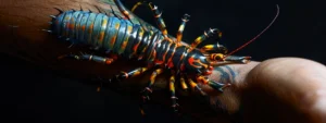 a vibrant, intricate centipede tattoo crawls up a person's arm, symbolizing transformation and adaptability.